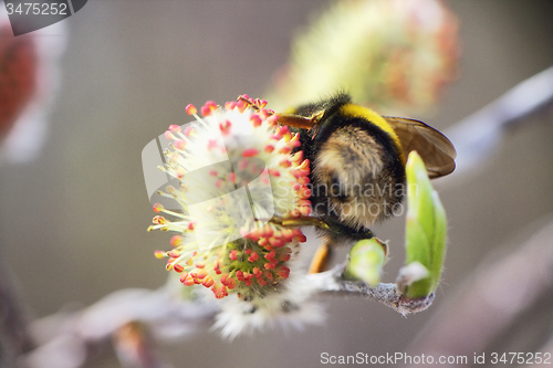 Image of summer Bumble bee insect flower macro