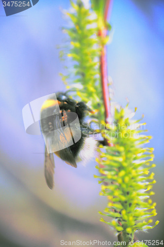 Image of summer Bumble bee insect flower macro