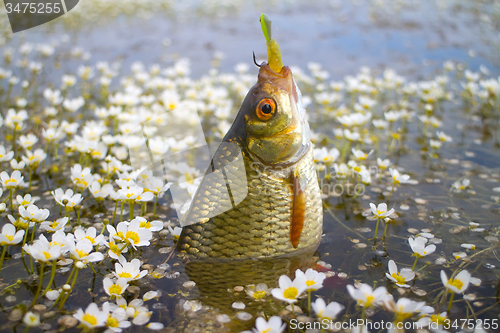 Image of summer lake fishing Rudd fish