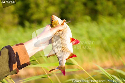 Image of summer lake fishing Rudd fish