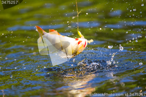 Image of summer perch fishing bait