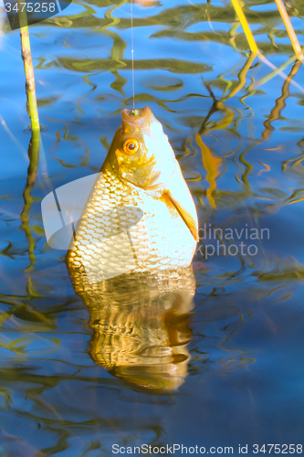 Image of summer lake fishing Rudd fish