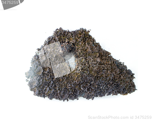 Image of stone from the mountains tundra on a white background