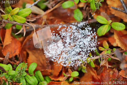 Image of Snow on the web   return of winter