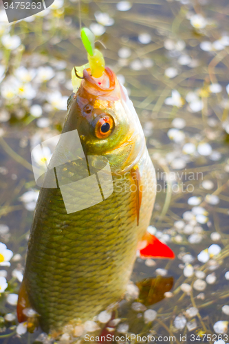 Image of summer lake fishing Rudd fish