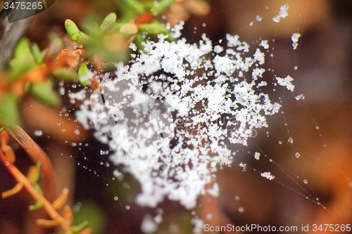 Image of Snow on the web   return of winter