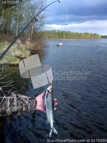 Image of grayling fishing Northern fish