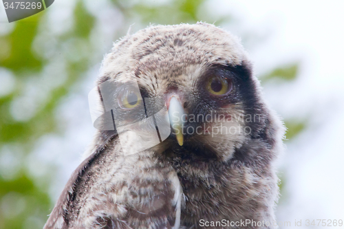 Image of Hawk owl in a mountain forest