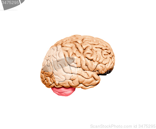 Image of Human brain model