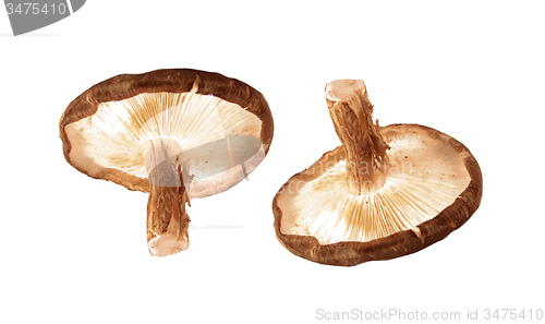 Image of mushrooms isolated 