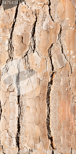 Image of bark background or texture
