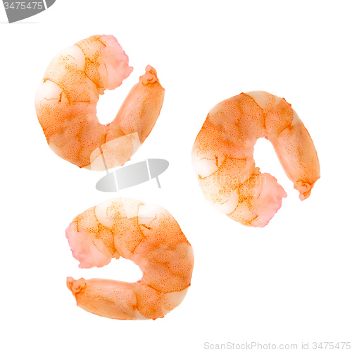 Image of shrimps isolated 