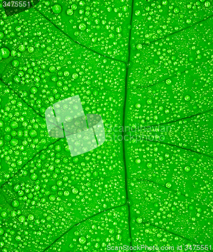 Image of Green leaf with drops of water