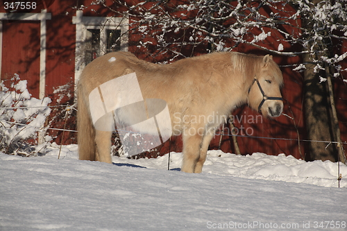 Image of Horse sleeping