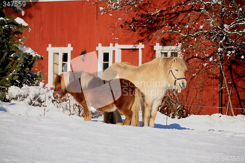 Image of Sleeping horses