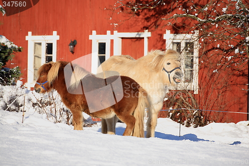 Image of Two horses