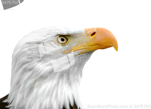 Image of Bald Eagle isolated