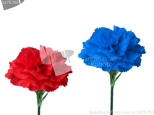 Image of blue and red flower 