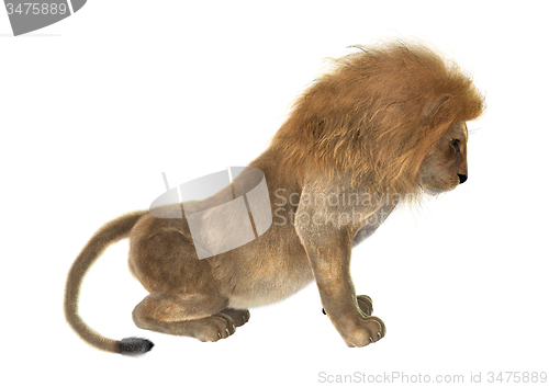 Image of Male Lion