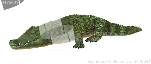 Image of Crocodile