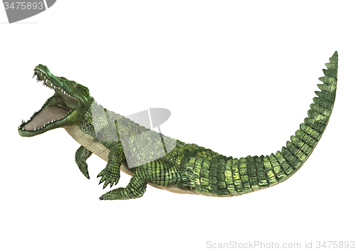 Image of Crocodile