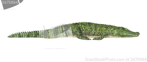 Image of Crocodile