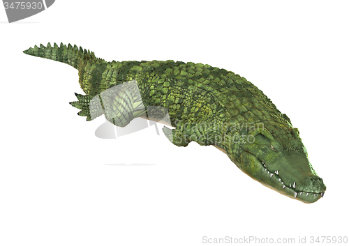 Image of Crocodile