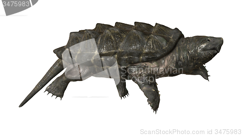 Image of Alligator Snapping Turtle