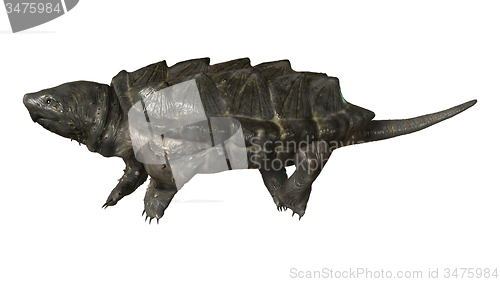 Image of Alligator Snapping Turtle