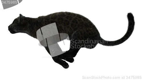 Image of Big Cat Black Panther