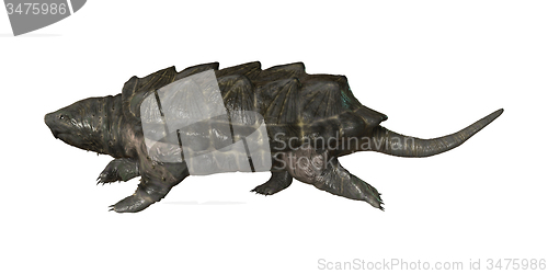 Image of Alligator Snapping Turtle