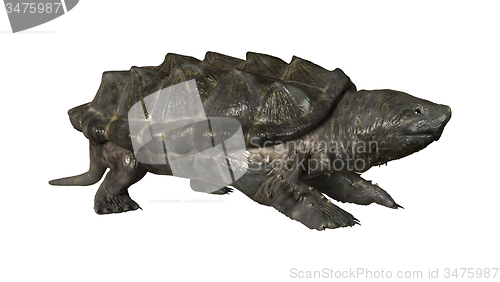 Image of Alligator Snapping Turtle