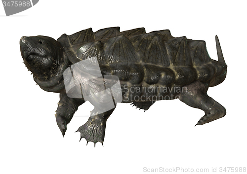 Image of Alligator Snapping Turtle