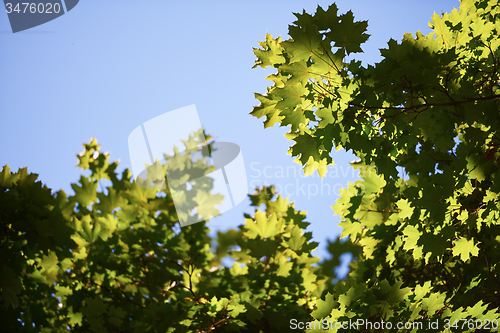 Image of green tree brances