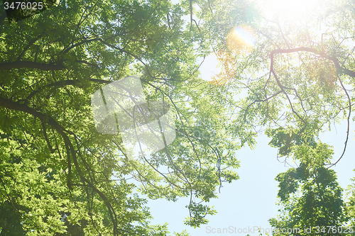 Image of green tree brances