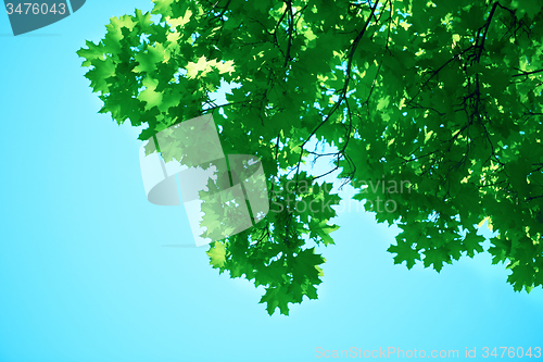 Image of green tree brances