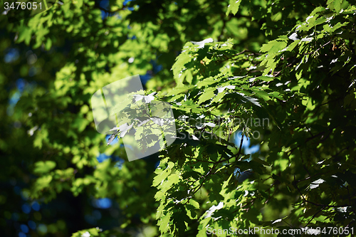 Image of green tree brances