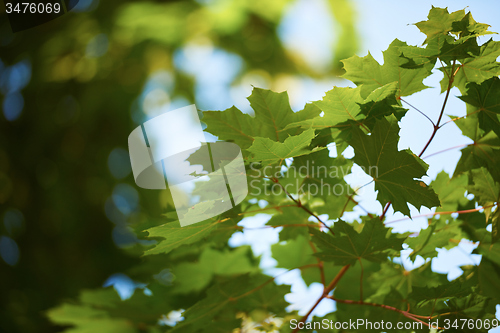 Image of green tree brances