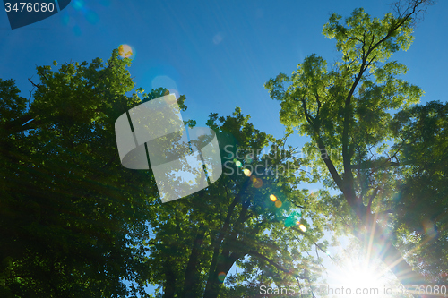 Image of green tree brances