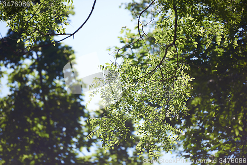 Image of green tree brances