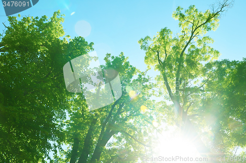 Image of green tree brances