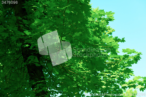 Image of green tree brances