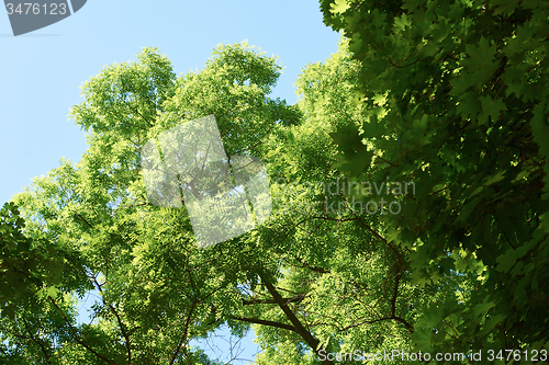 Image of green tree brances