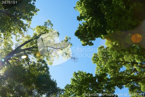 Image of green tree brances