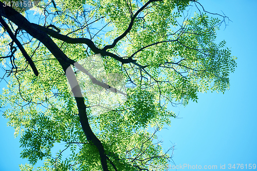 Image of green tree brances