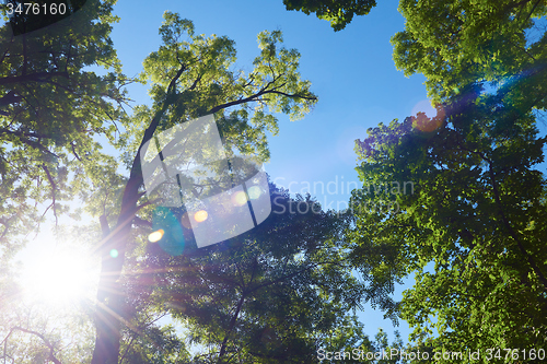 Image of green tree brances