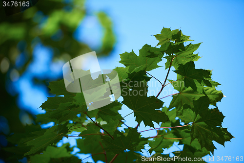 Image of green tree brances