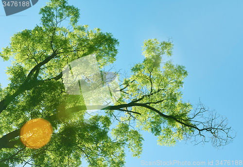 Image of green tree brances