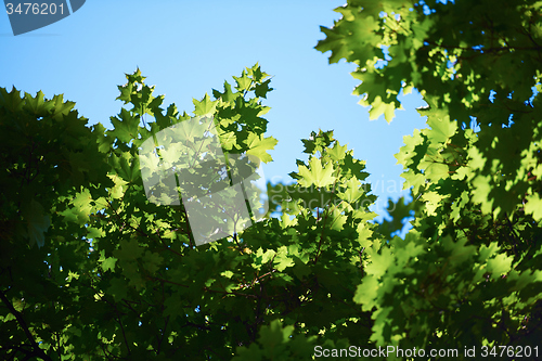 Image of green tree brances