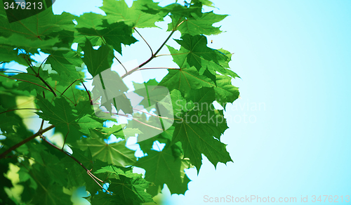 Image of green tree brances